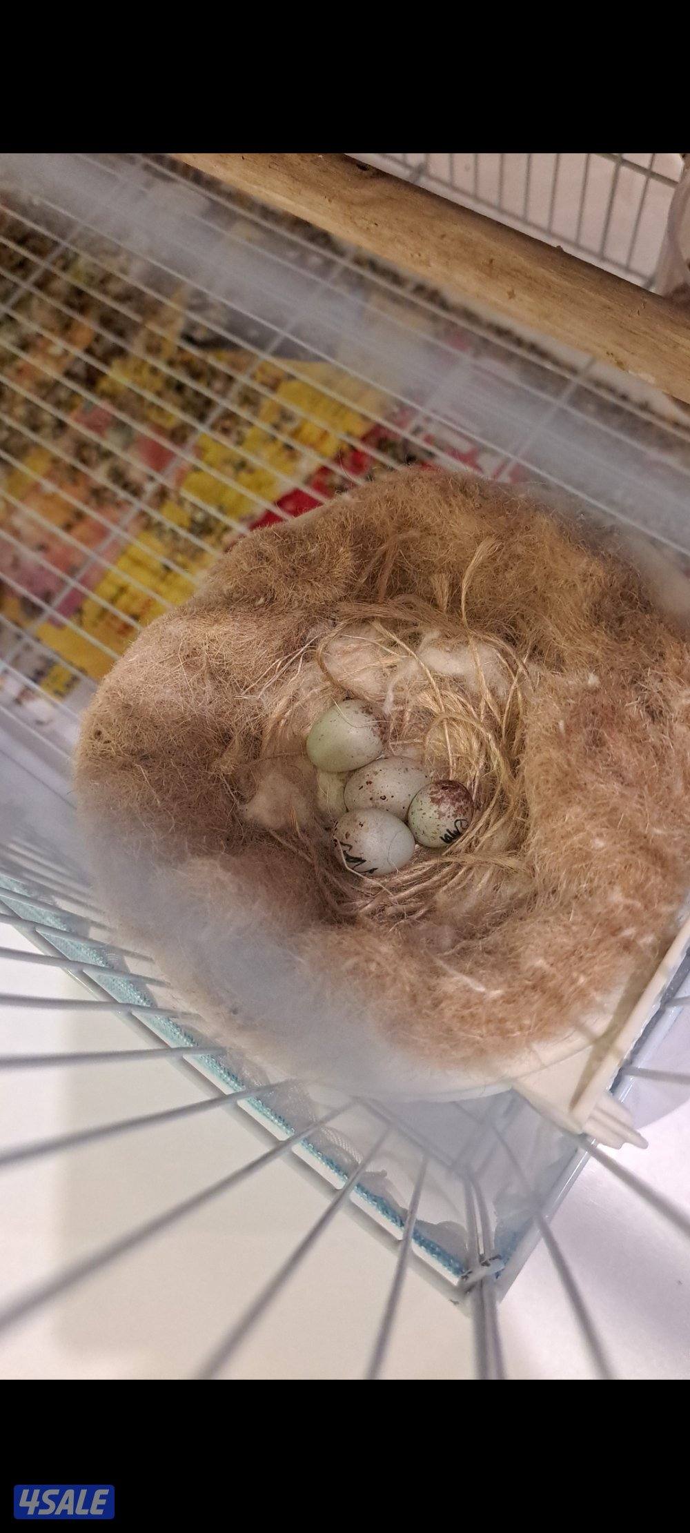 ازواج كناري + انثاي + افحل تغريد0