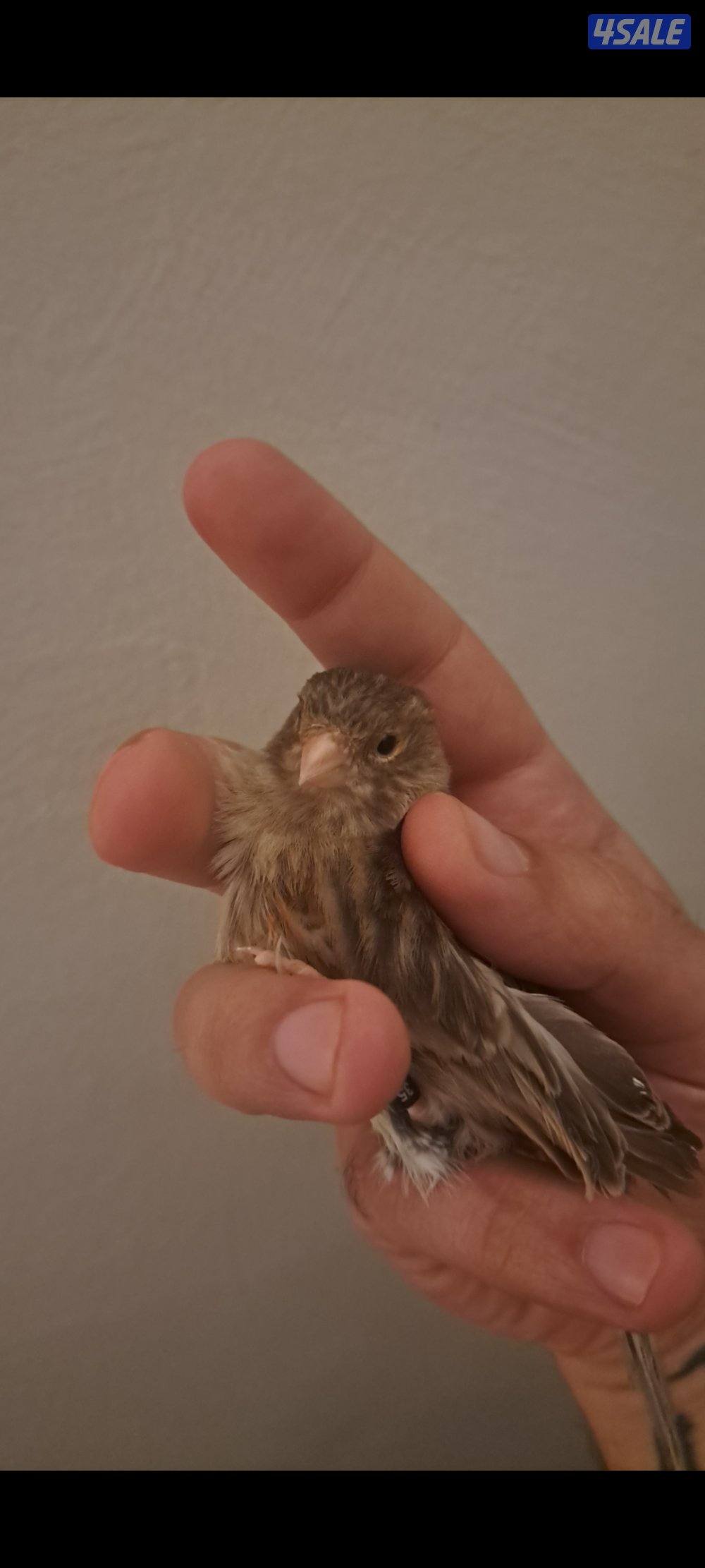 ازواج كناري + انثاي + افحل تغريد1