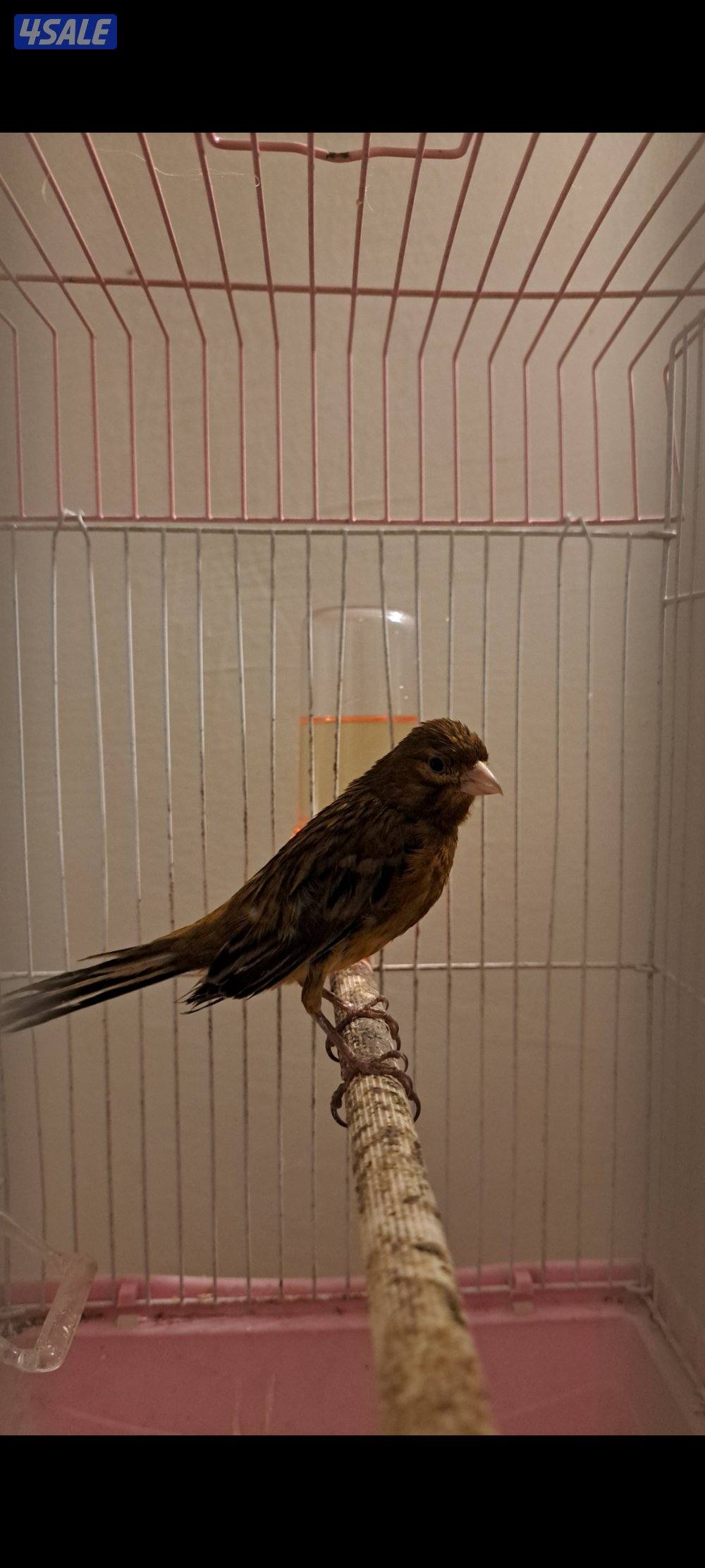 ازواج كناري + انثاي + افحل تغريد2