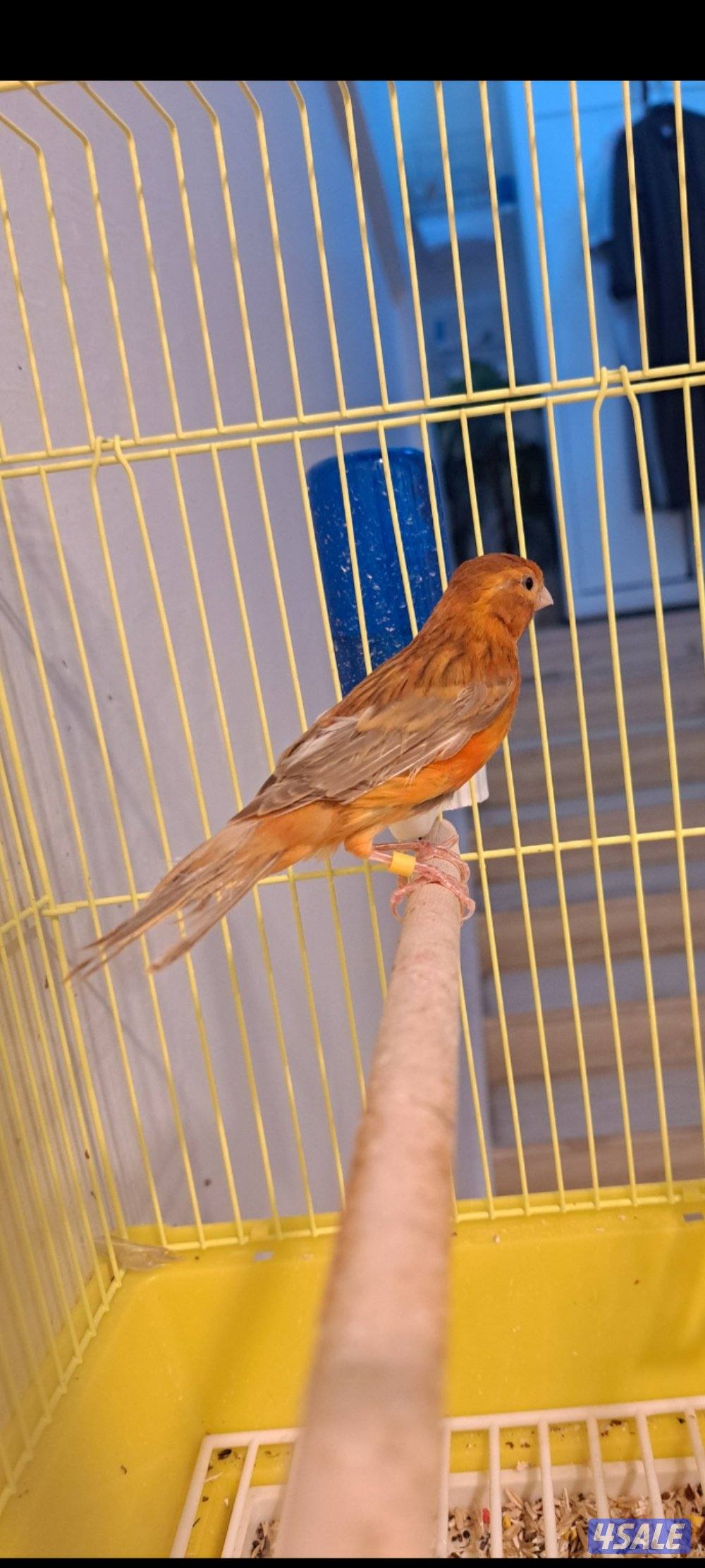 ازواج كناري + انثاي + افحل تغريد3