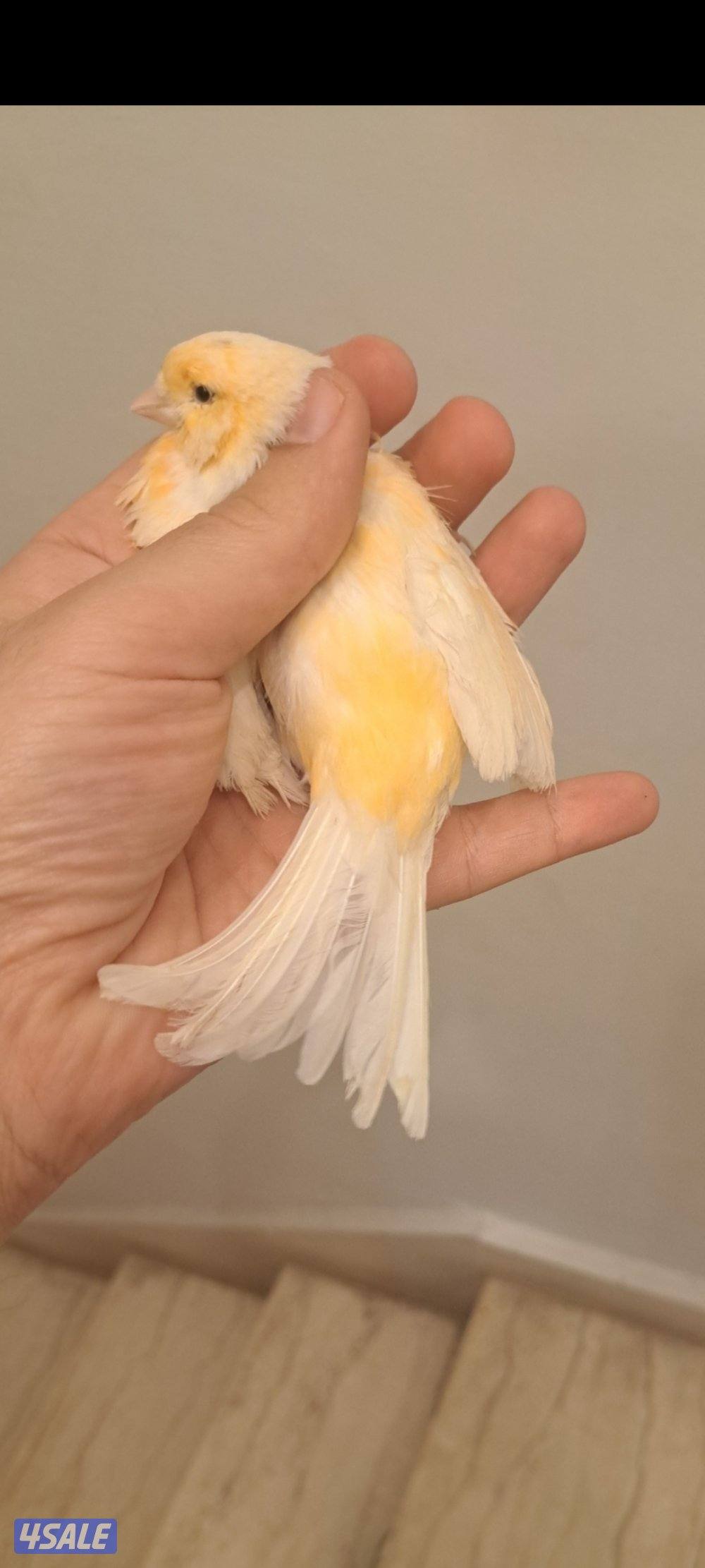 ازواج كناري + انثاي + افحل تغريد4