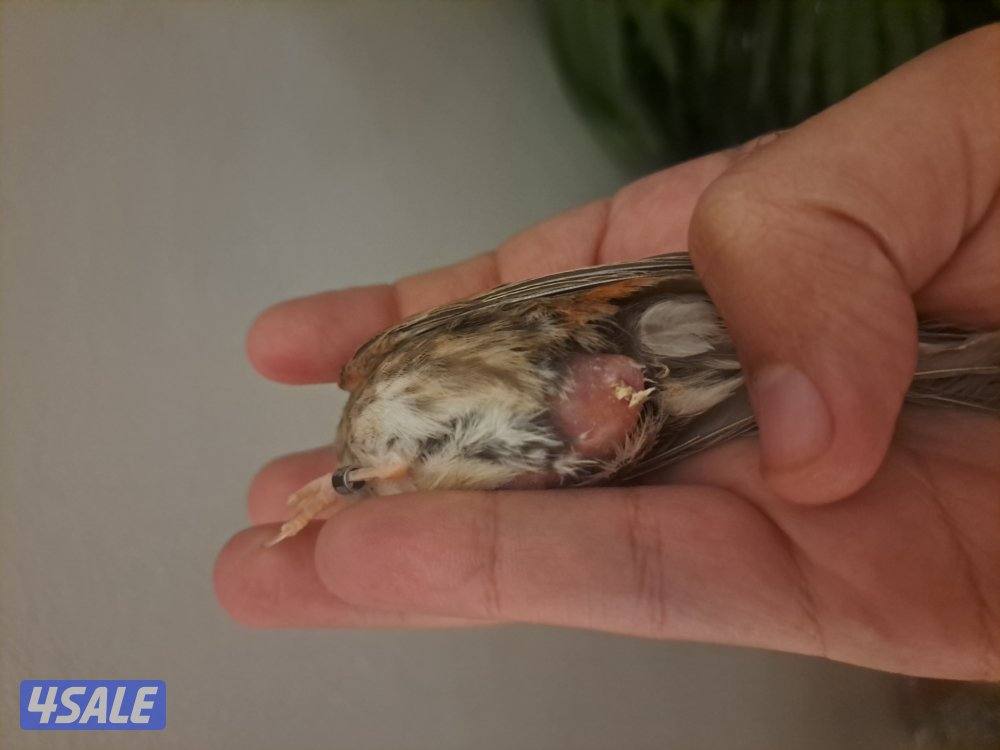 ازواج كناري + انثاي + افحل تغريد5