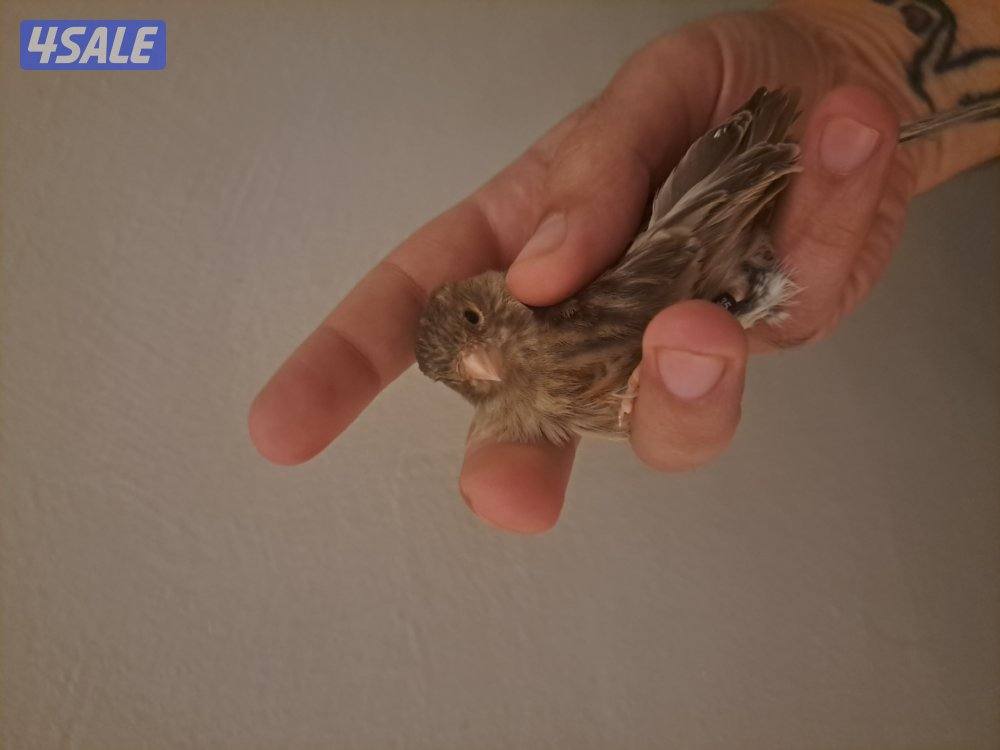 ازواج كناري + انثاي + افحل تغريد6