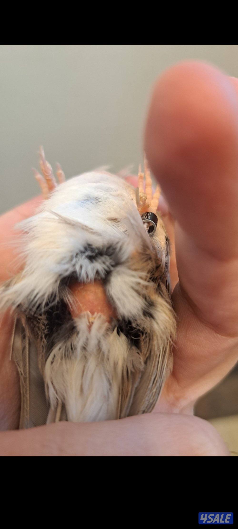 ازواج كناري + انثاي + افحل تغريد7