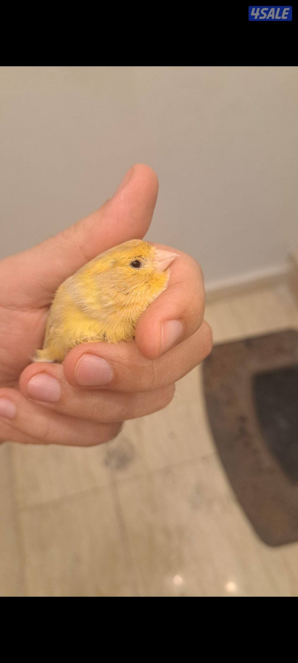 ازواج كناري + انثاي + افحل تغريد9