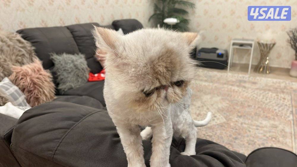 قطرتين تبني بيعه سريعه مع كل اغراضهم2