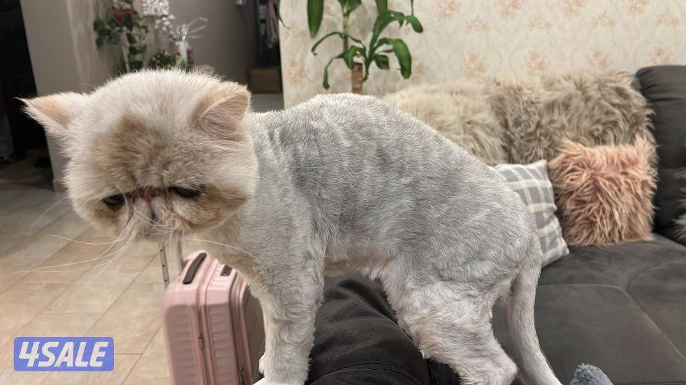 قطرتين تبني بيعه سريعه مع كل اغراضهم3