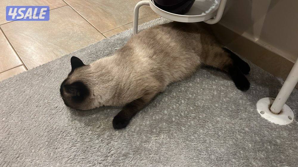 قطرتين تبني بيعه سريعه مع كل اغراضهم0