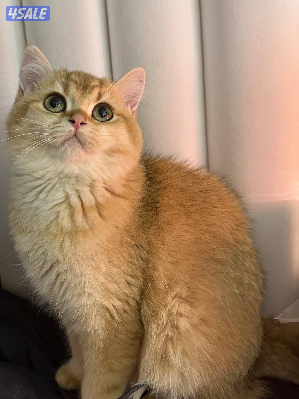 برتش قولد ny12 نثيه للبيع3