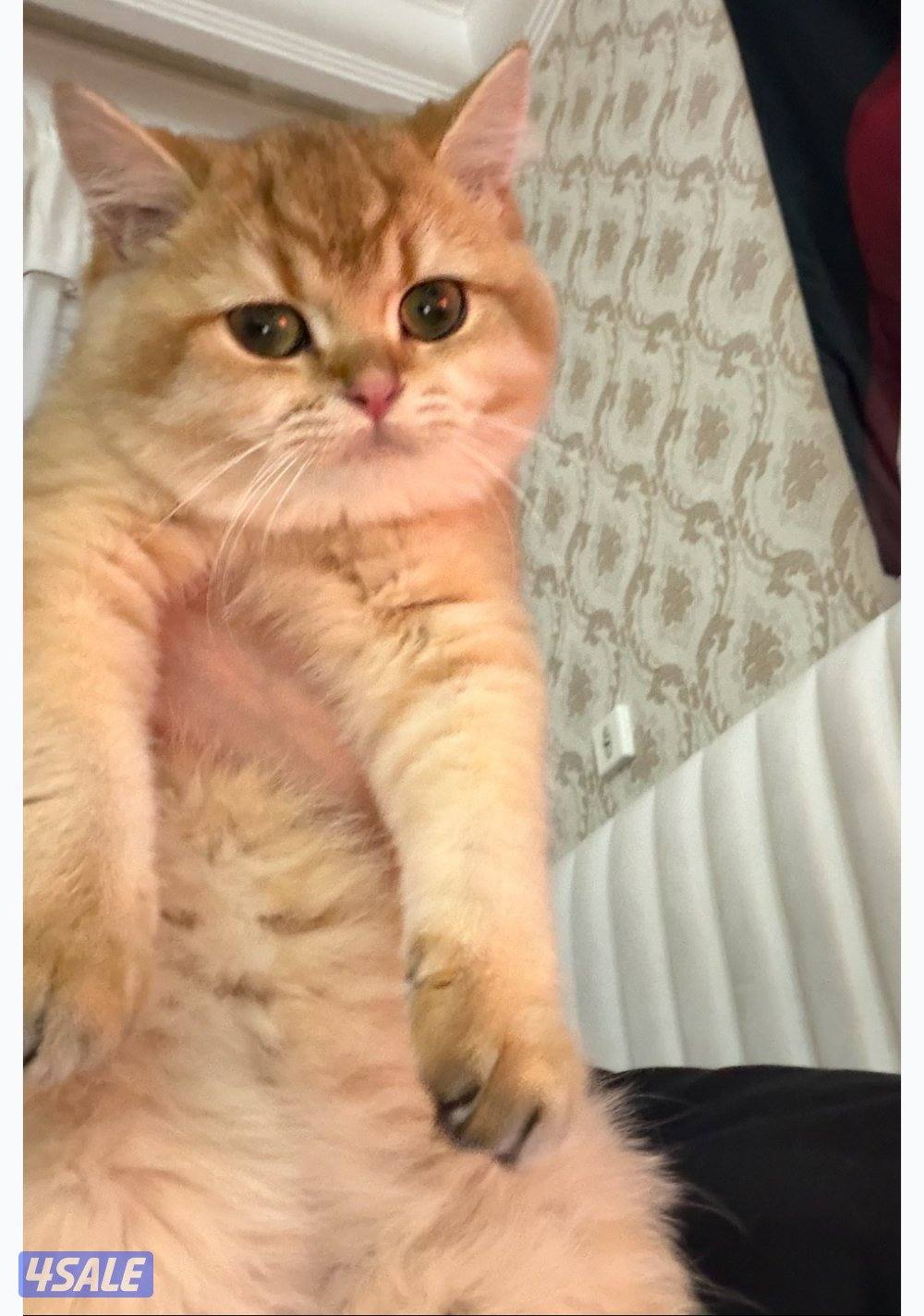 برتش قولد ny12 نثيه للبيع1