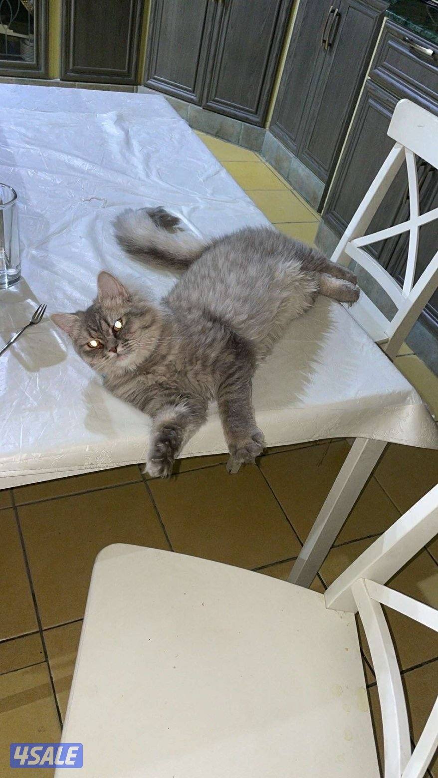 للتبني نثيه0