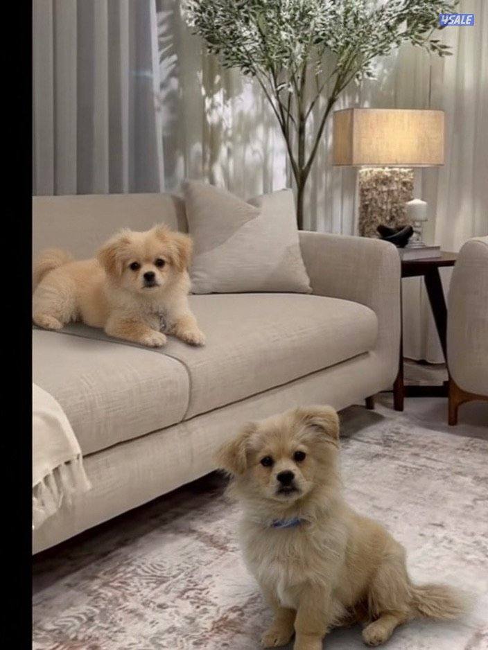 للبيع جلب بومرينيان متدرب مع اغراضه عمره ب الاشهر صغير حجمه مايكبر0