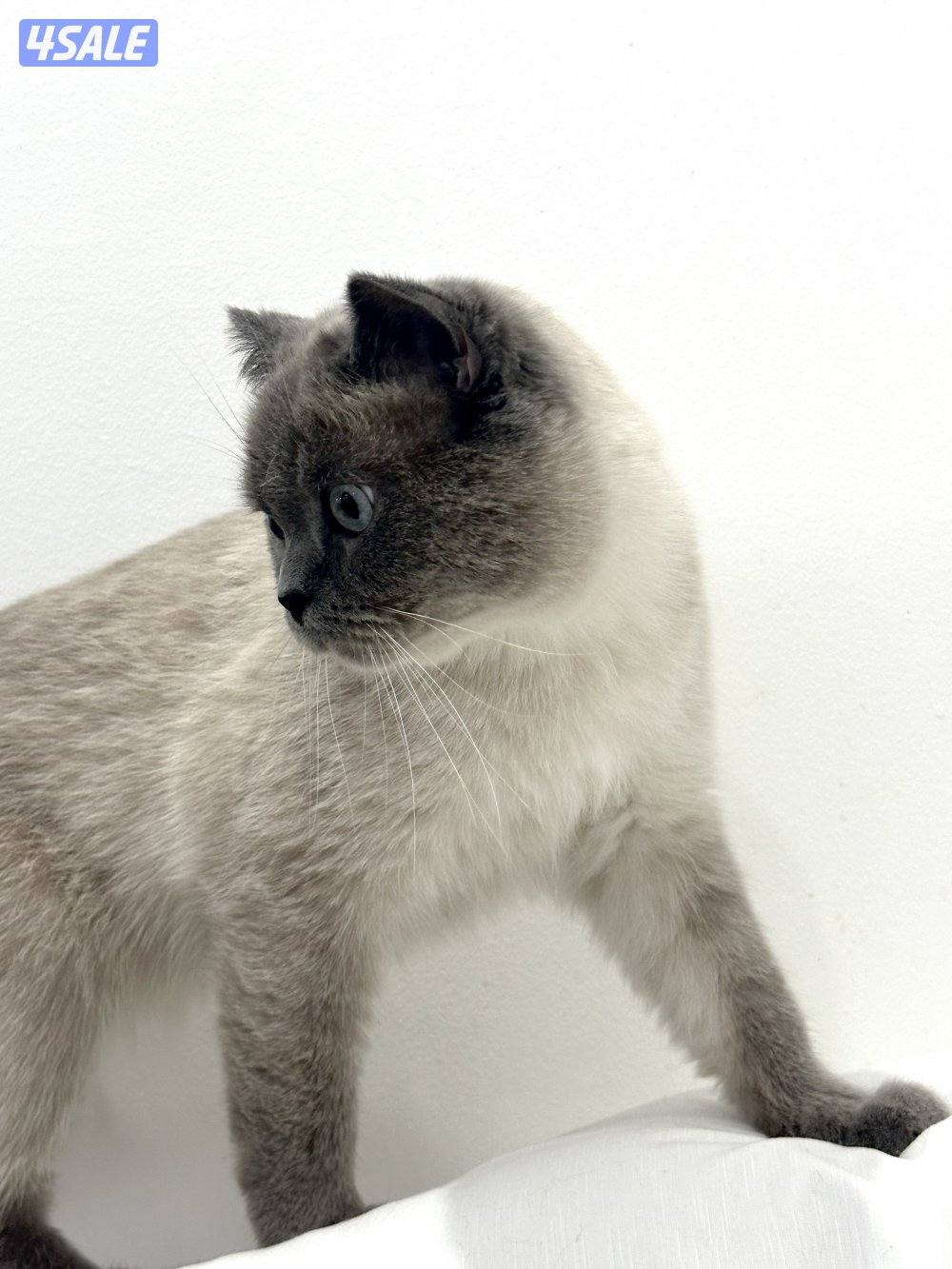 تبني ذكر القطط ساسانية1