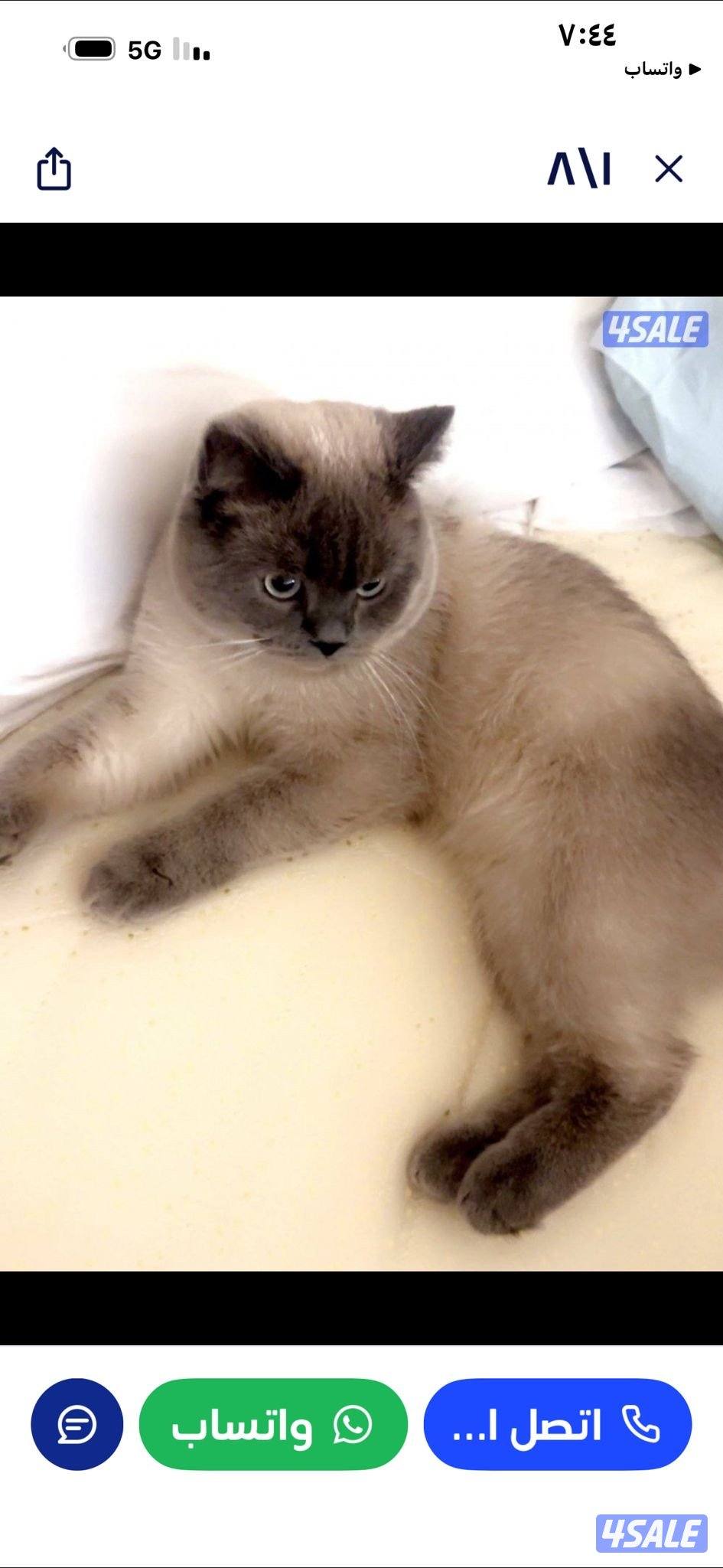 تبني ذكر القطط ساسانية2