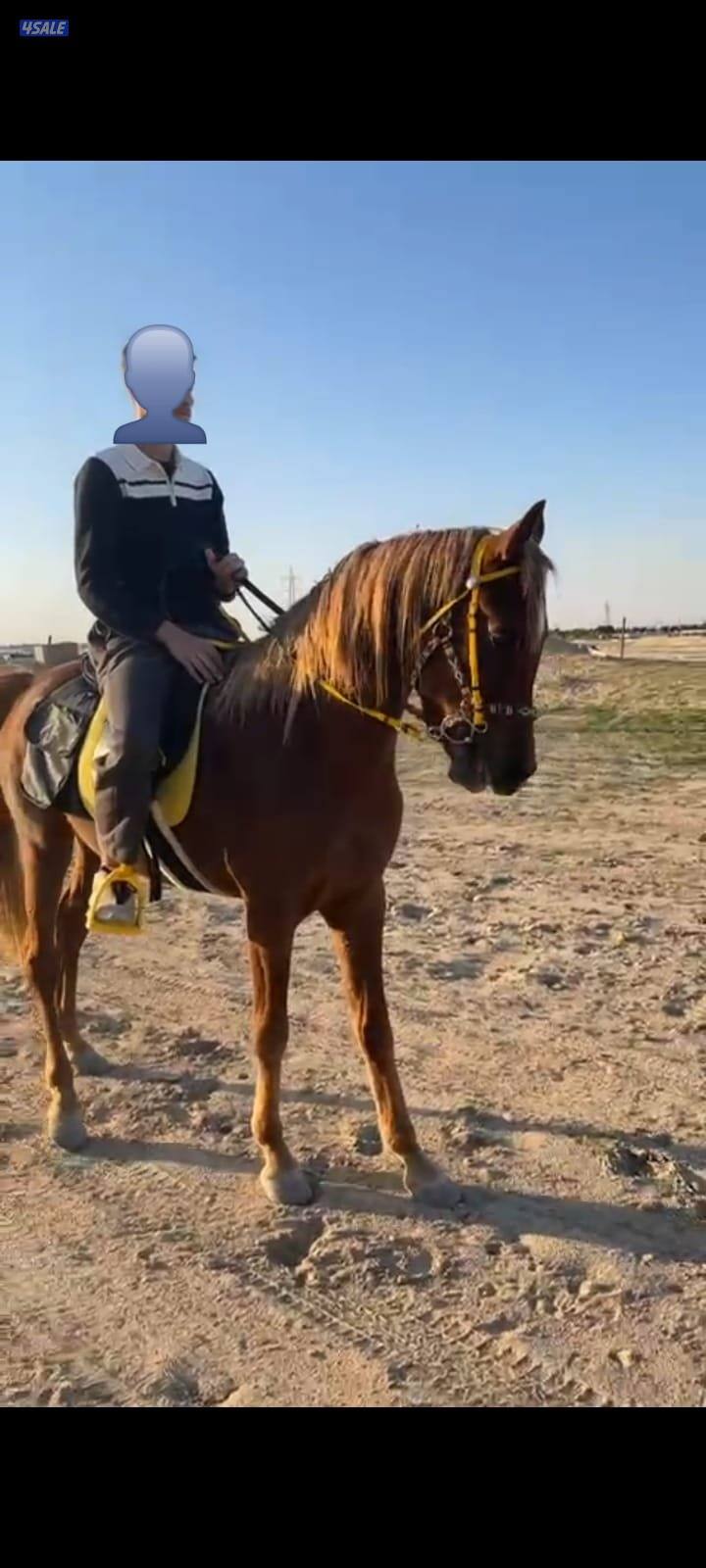 خيل مصري للبيع شرط سلم0