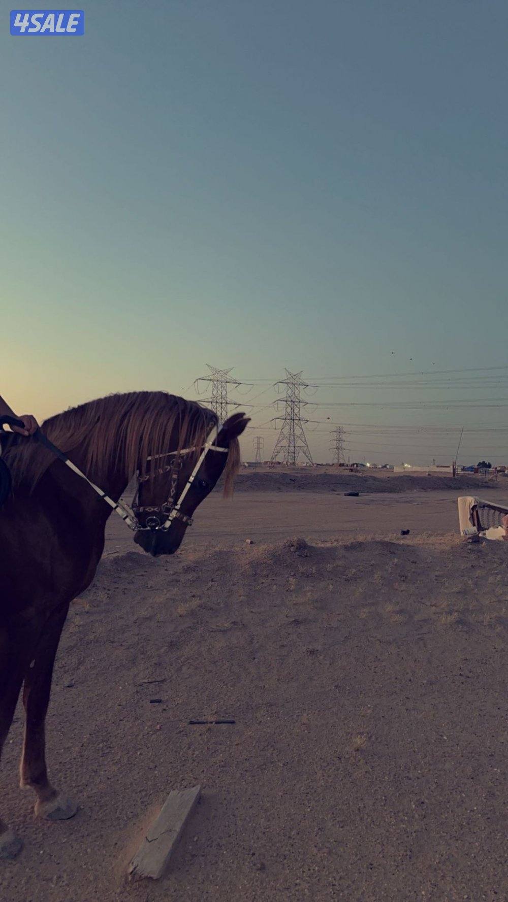 خيل مصري للبيع شرط سلم1