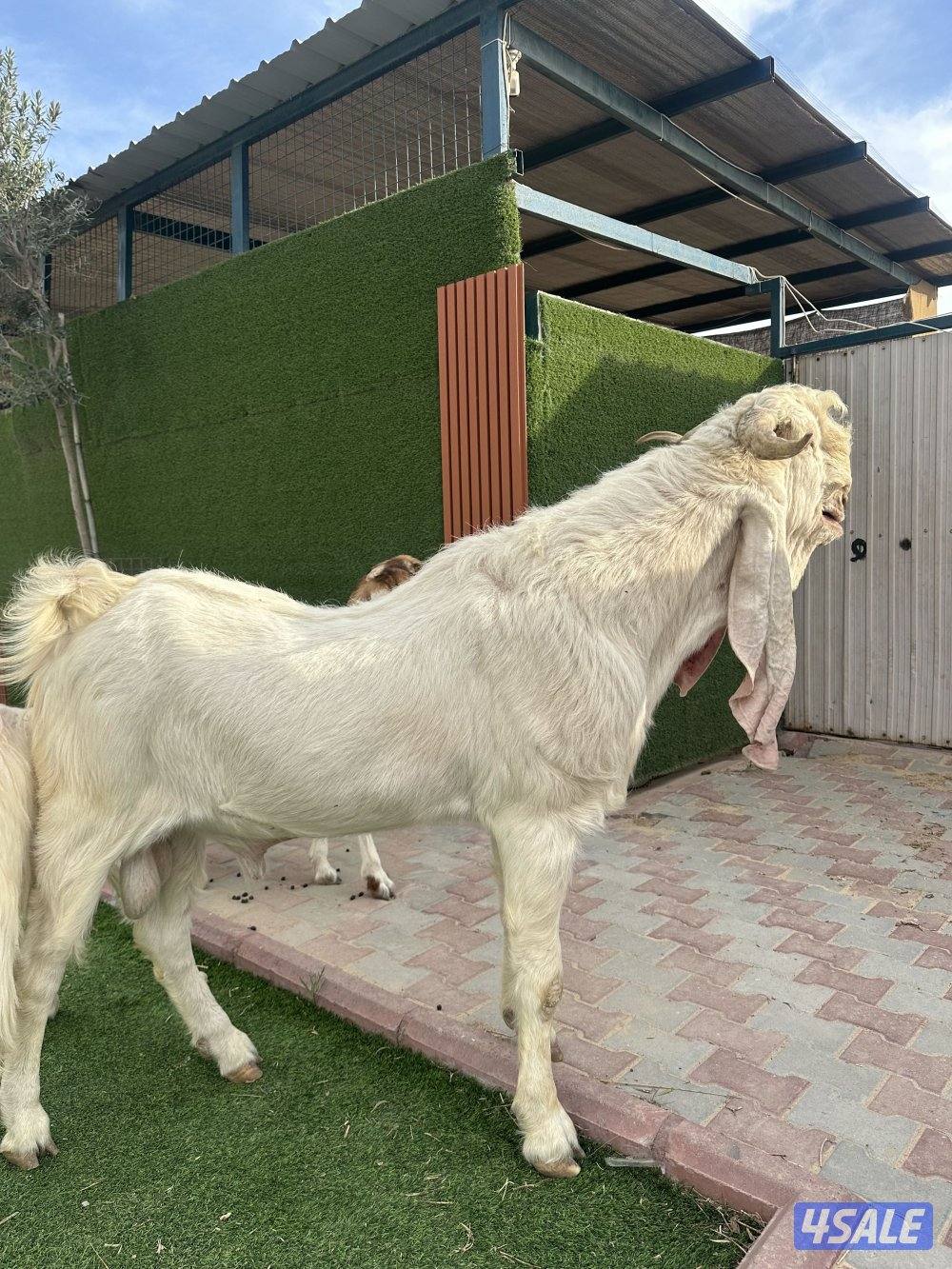 للبيع تيس فحل1