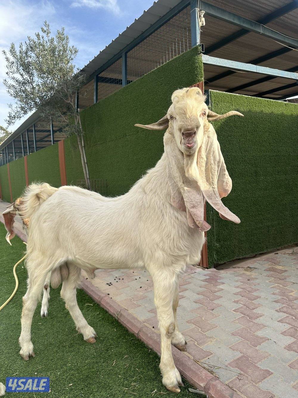 للبيع تيس فحل2