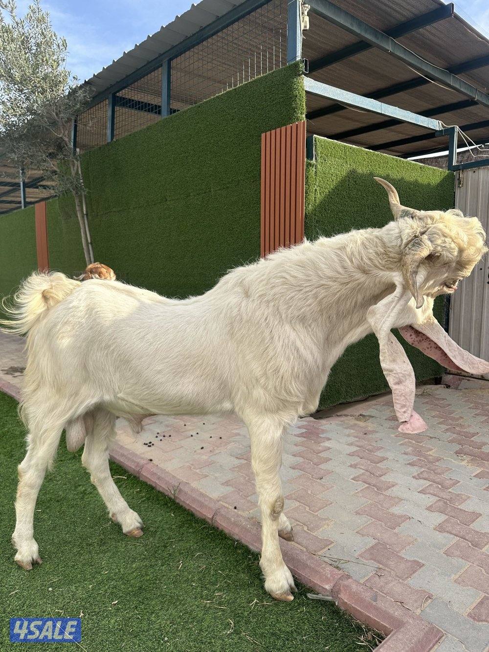 للبيع تيس فحل3