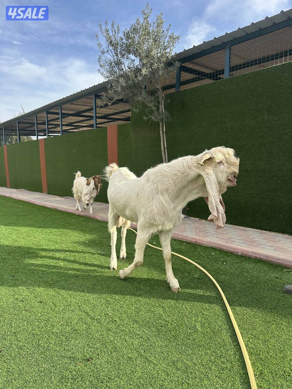 للبيع تيس فحل4