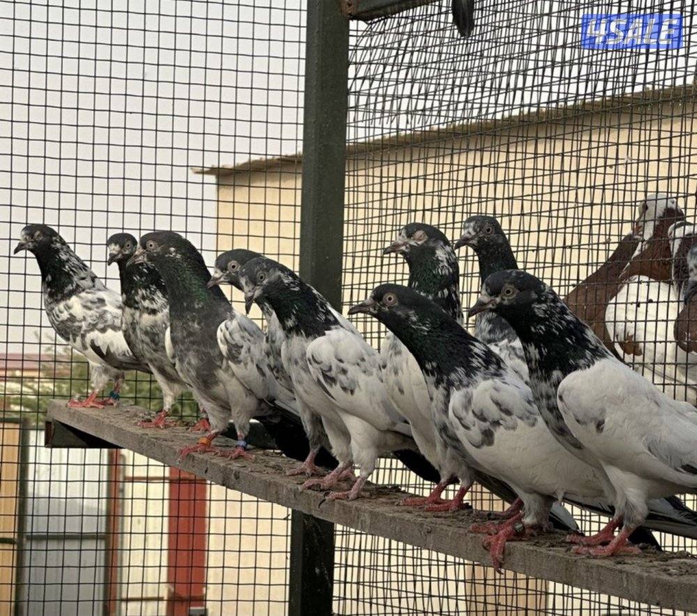 للبيع حمام بيور اهلهم من باكستان تيدي الاستاذ مهير اصغر0