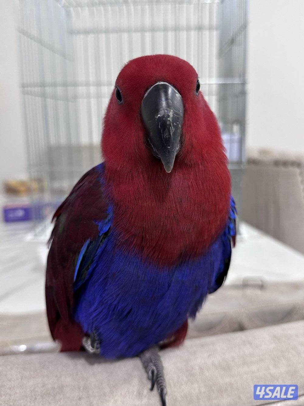 ببغاء إكلكتوس (Eclectus Parrot)0