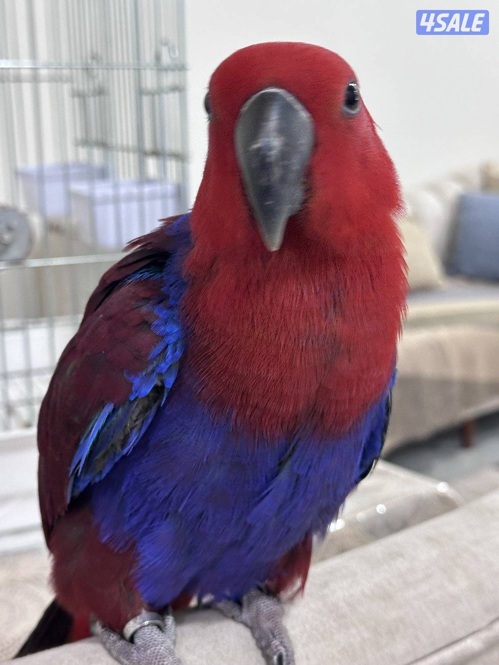 ببغاء إكلكتوس (Eclectus Parrot)1