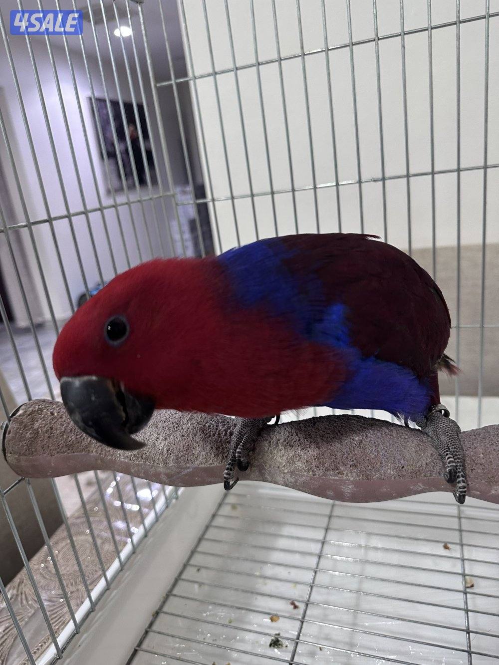 ببغاء إكلكتوس (Eclectus Parrot)2