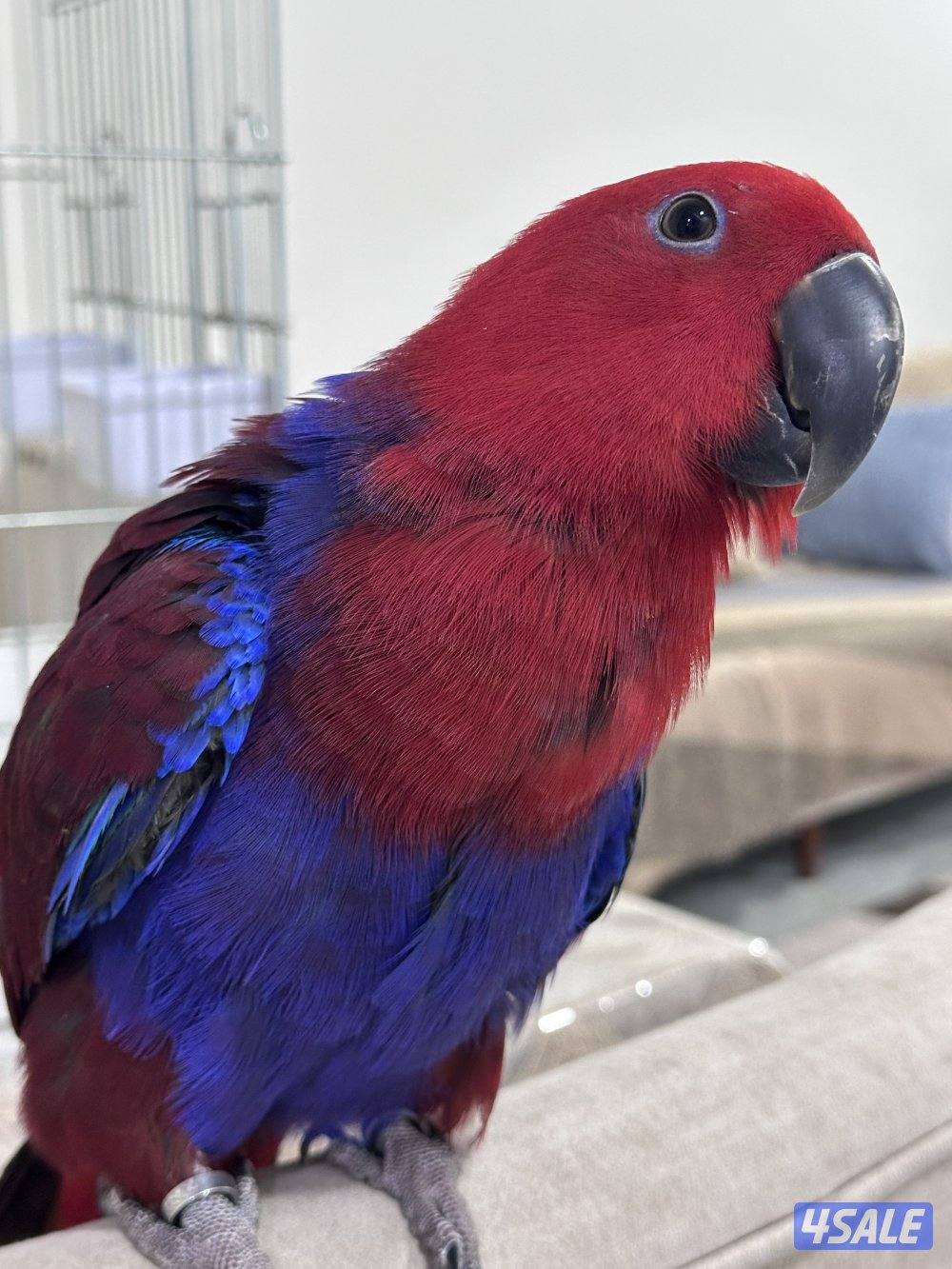 ببغاء إكلكتوس (Eclectus Parrot)3