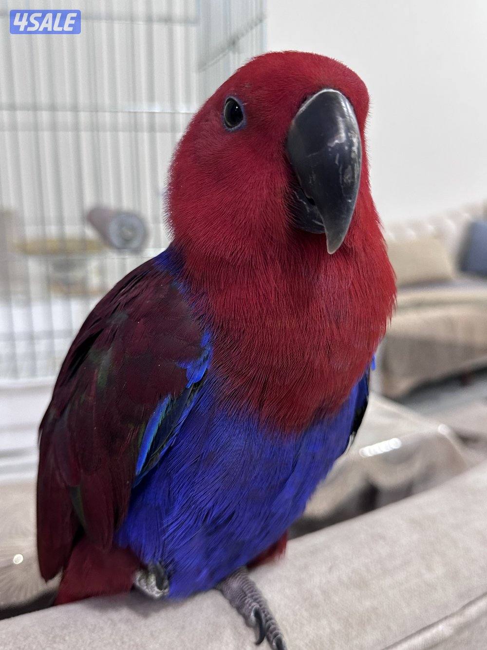 ببغاء إكلكتوس (Eclectus Parrot)4