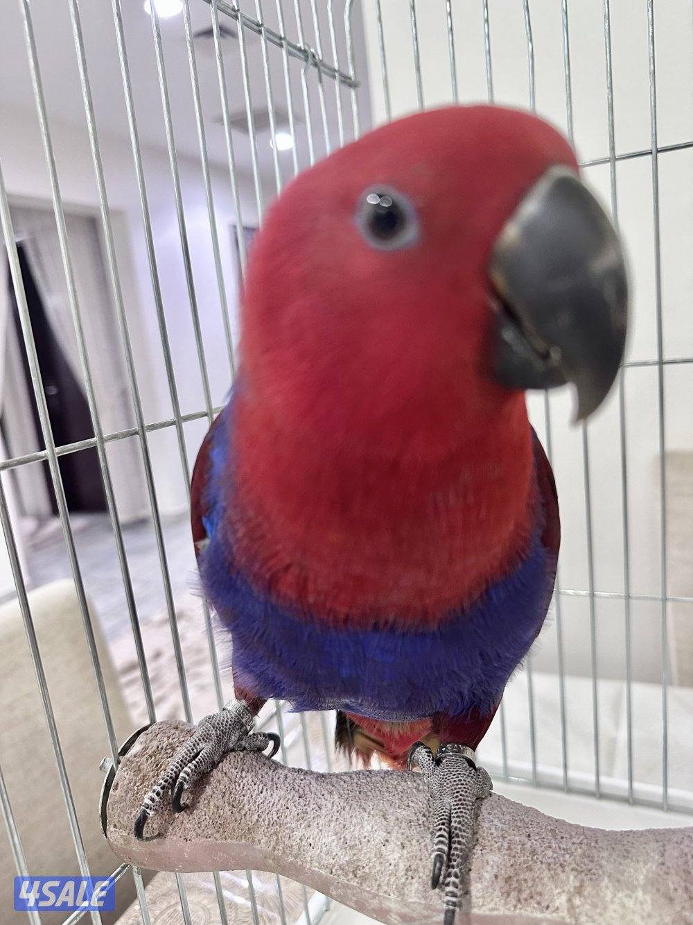 ببغاء إكلكتوس (Eclectus Parrot)5