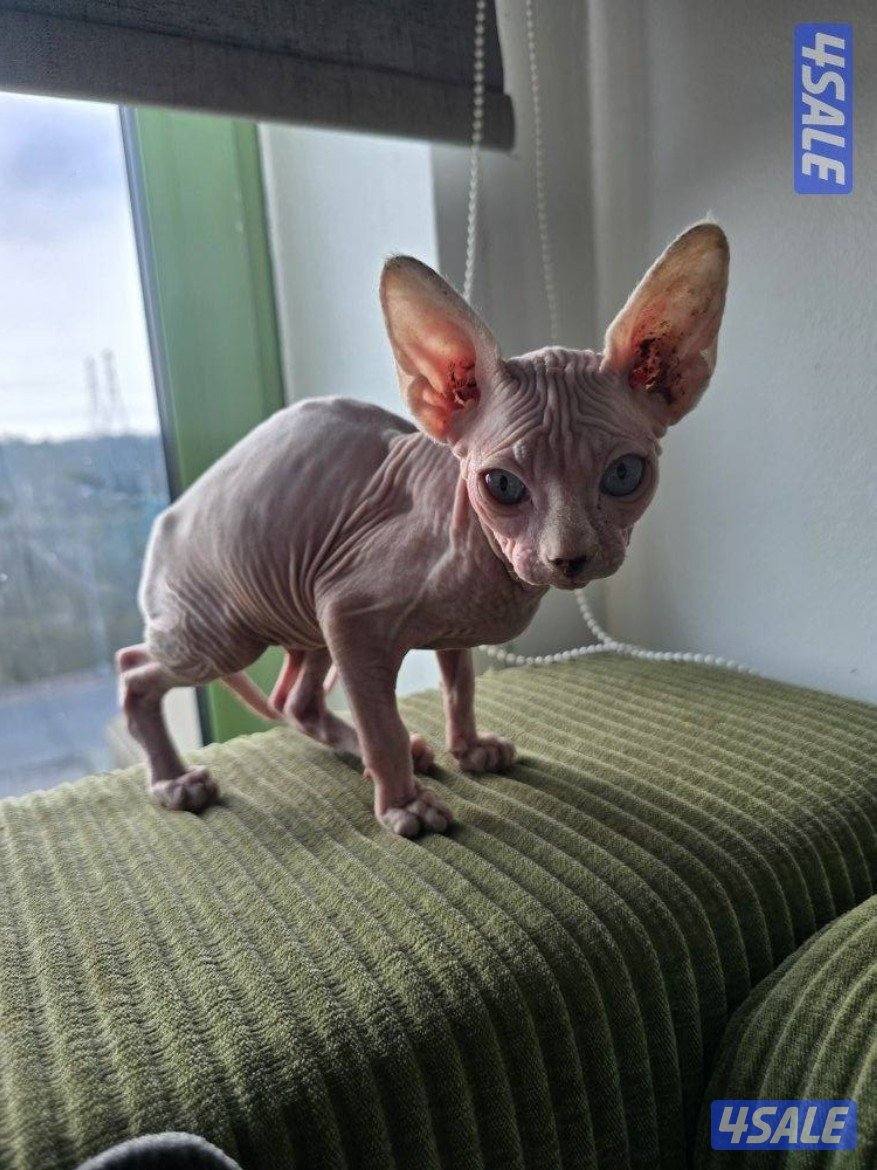 Male sphynx for sale1