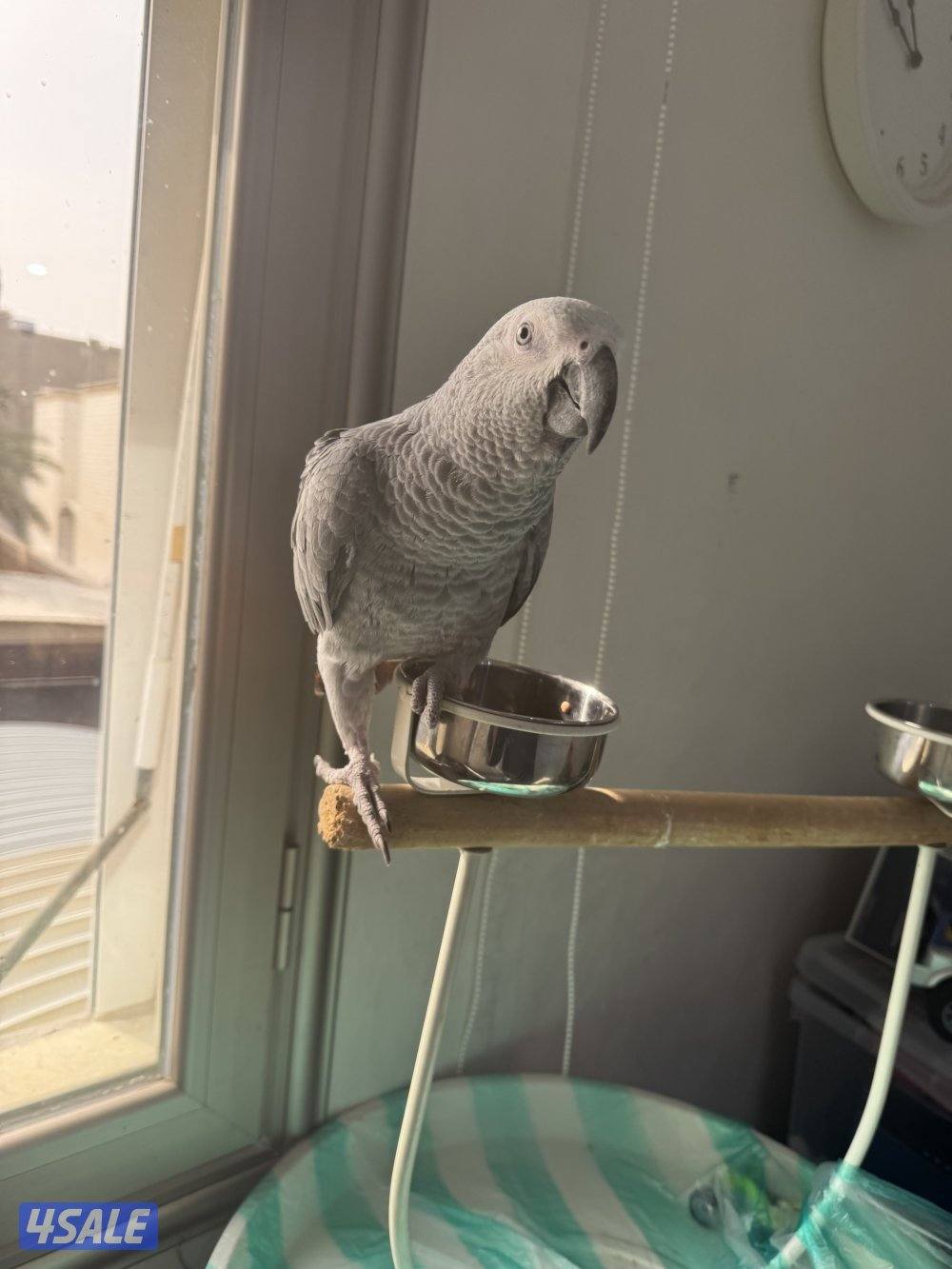 للبيع كاسكو فرخ0