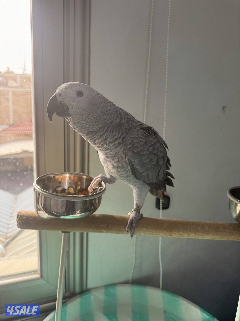 للبيع كاسكو فرخ1