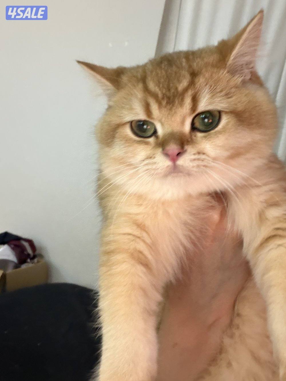 برتش قولد ny12 نثيه للبيع0