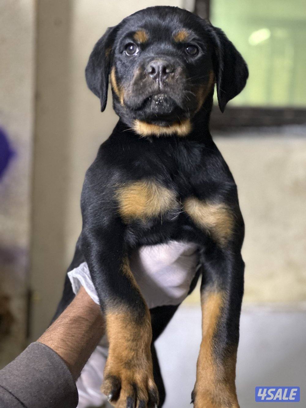 يراوه روتوايلر0