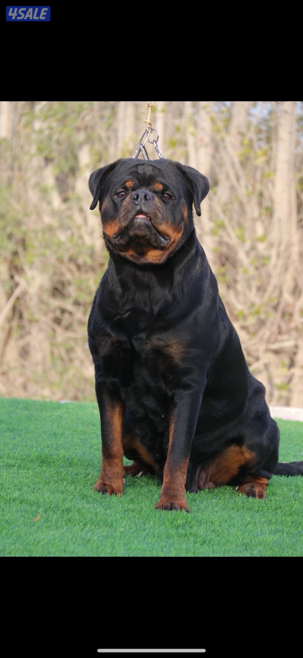 يراوه روتوايلر1