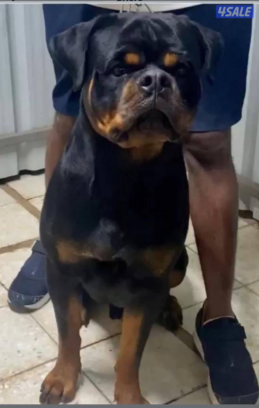 يراوه روتوايلر2