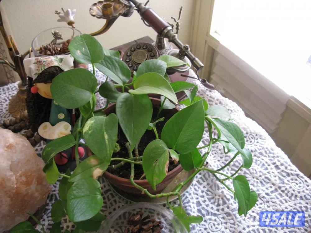 Camera canon G9 نادره شبه جديده صورها داخل11