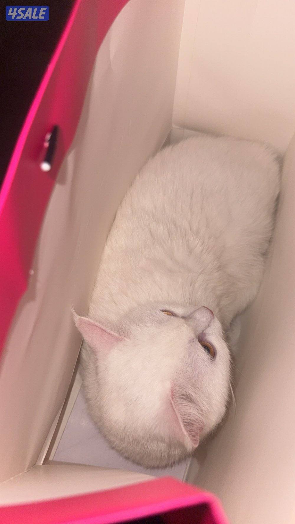 قطه شيرازي مع اغراضها كامله1