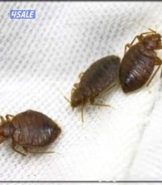 مكافحه الحشرات والقوارض0