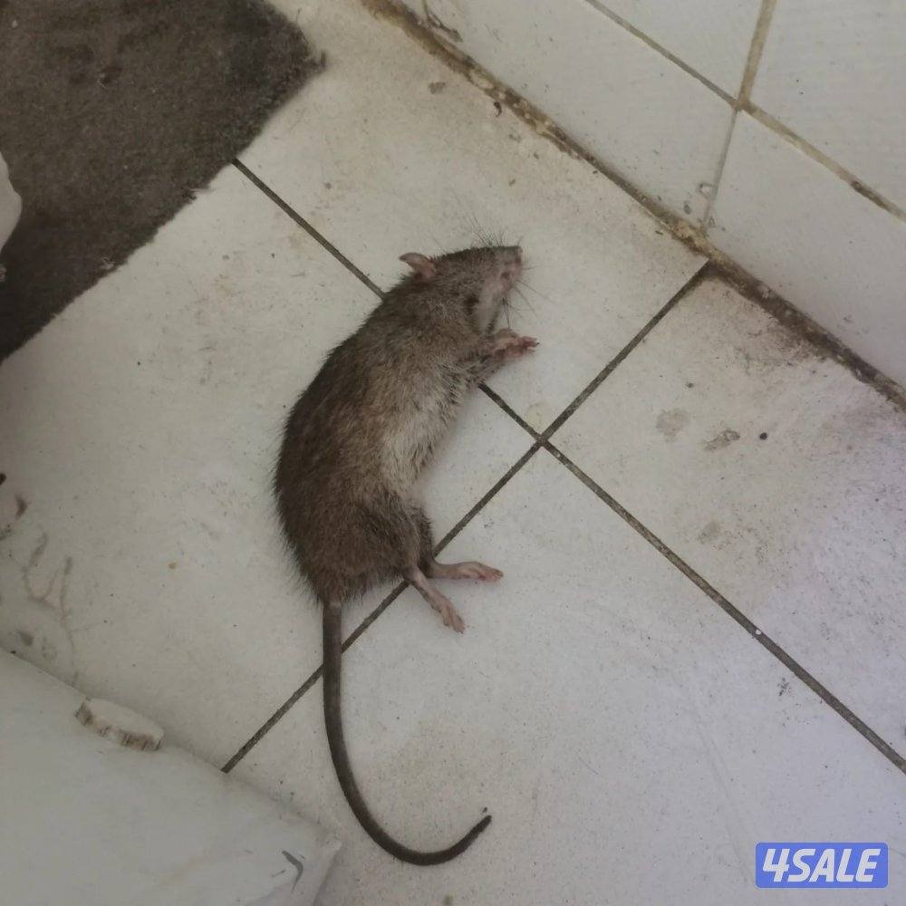 مكافحه الحشرات والقوارض2