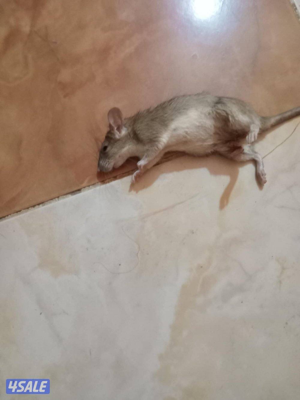 مكافحه الحشرات والقوارض3