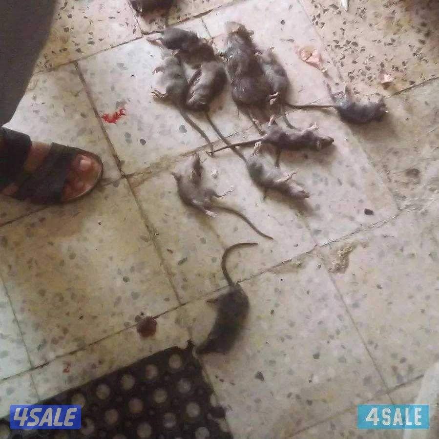 مكافحه الحشرات والقوارض4