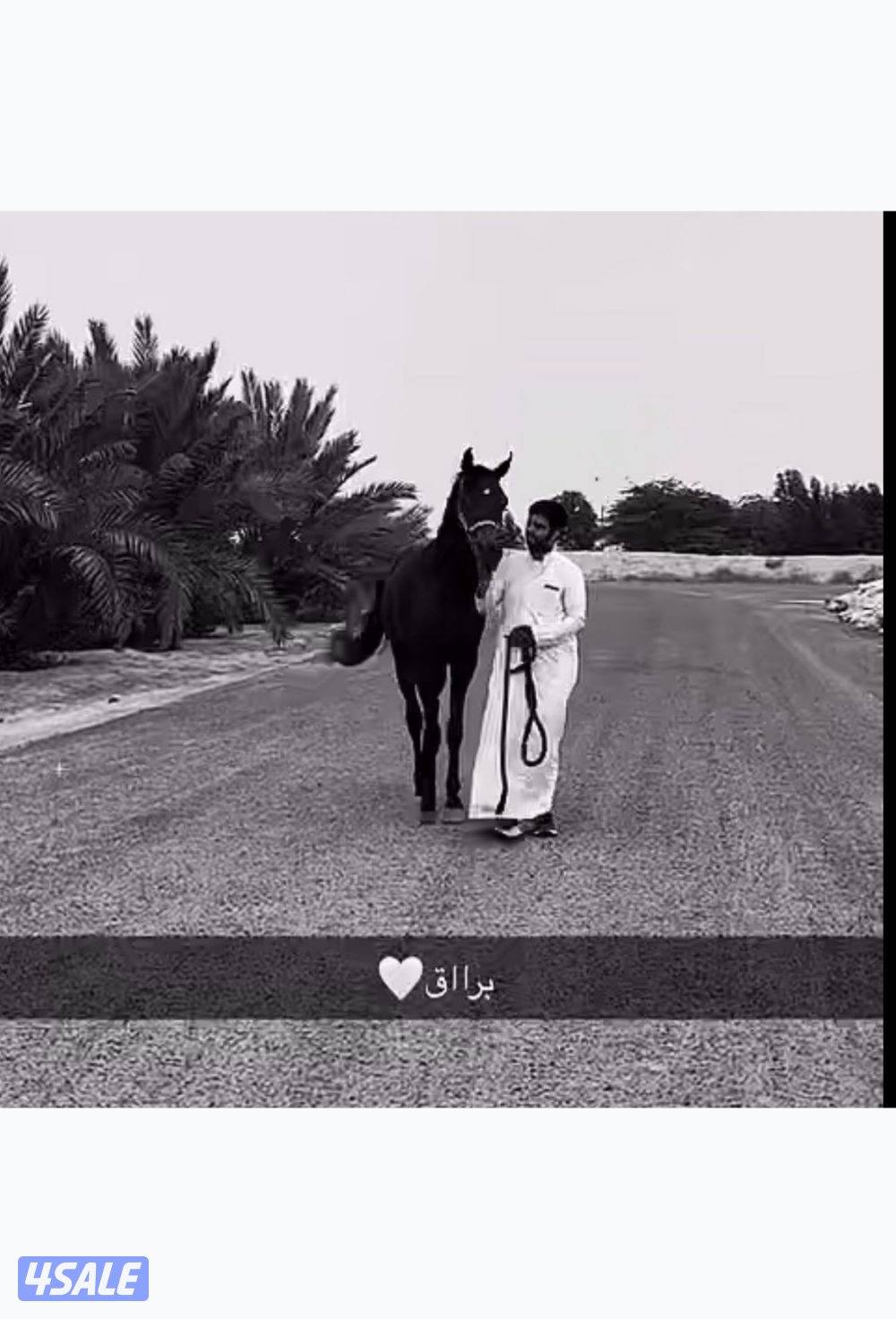 حصان مكس قطعه فاخره3