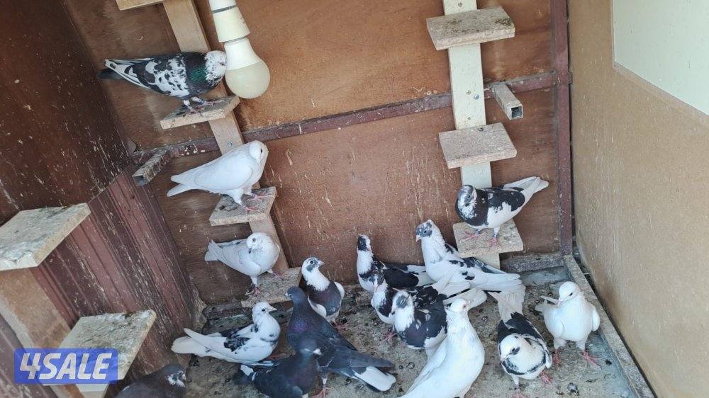 للبيع حمام لوت ألوان1