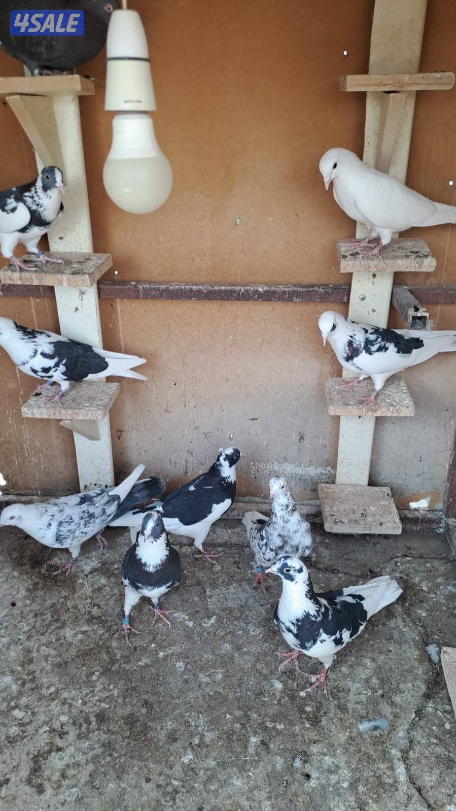 للبيع حمام لوت ألوان2