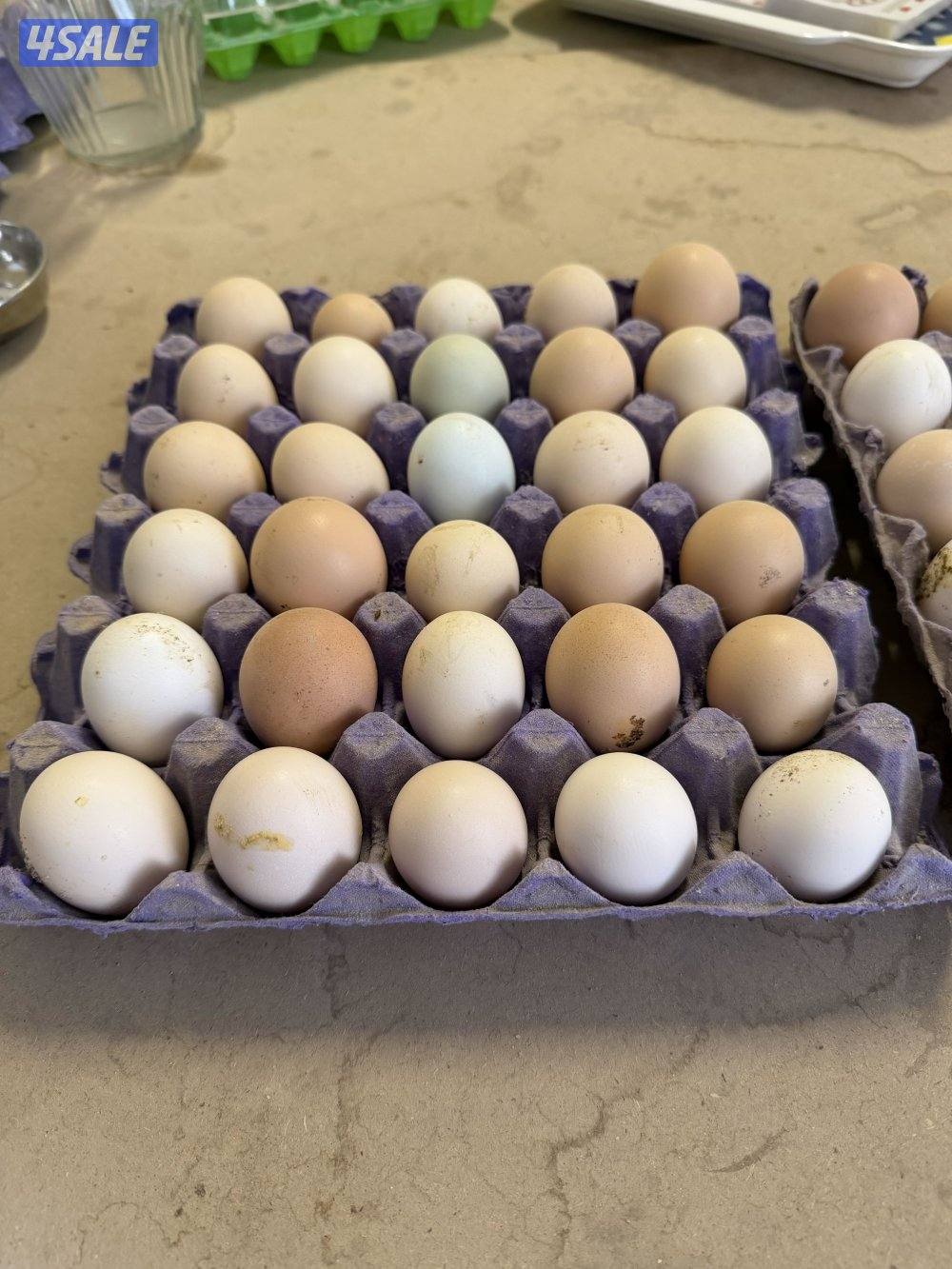 طبقين بيض مخلط0