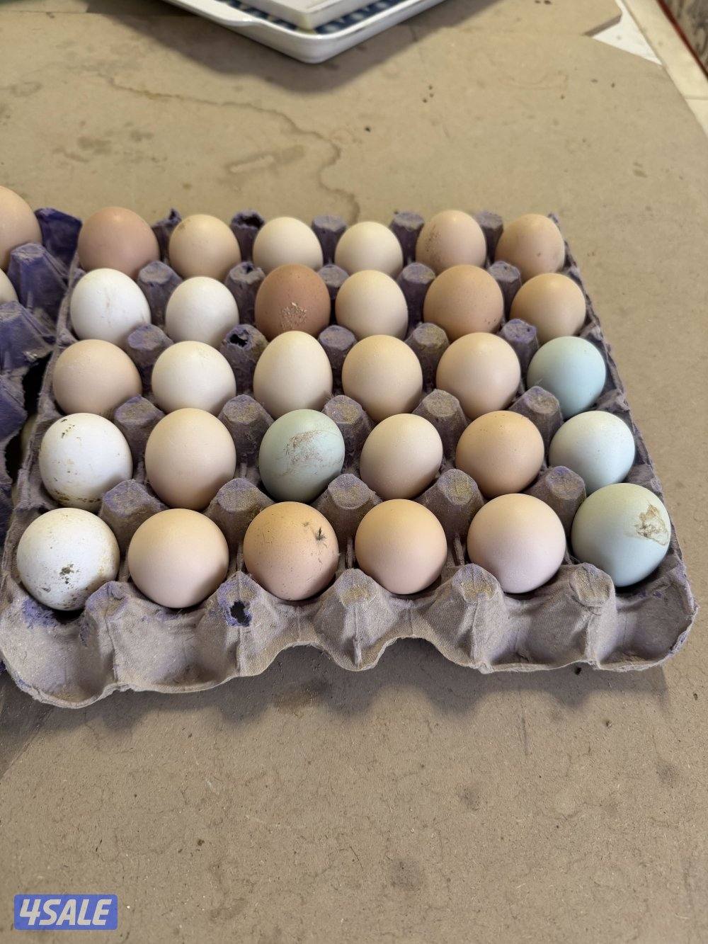 طبقين بيض مخلط1