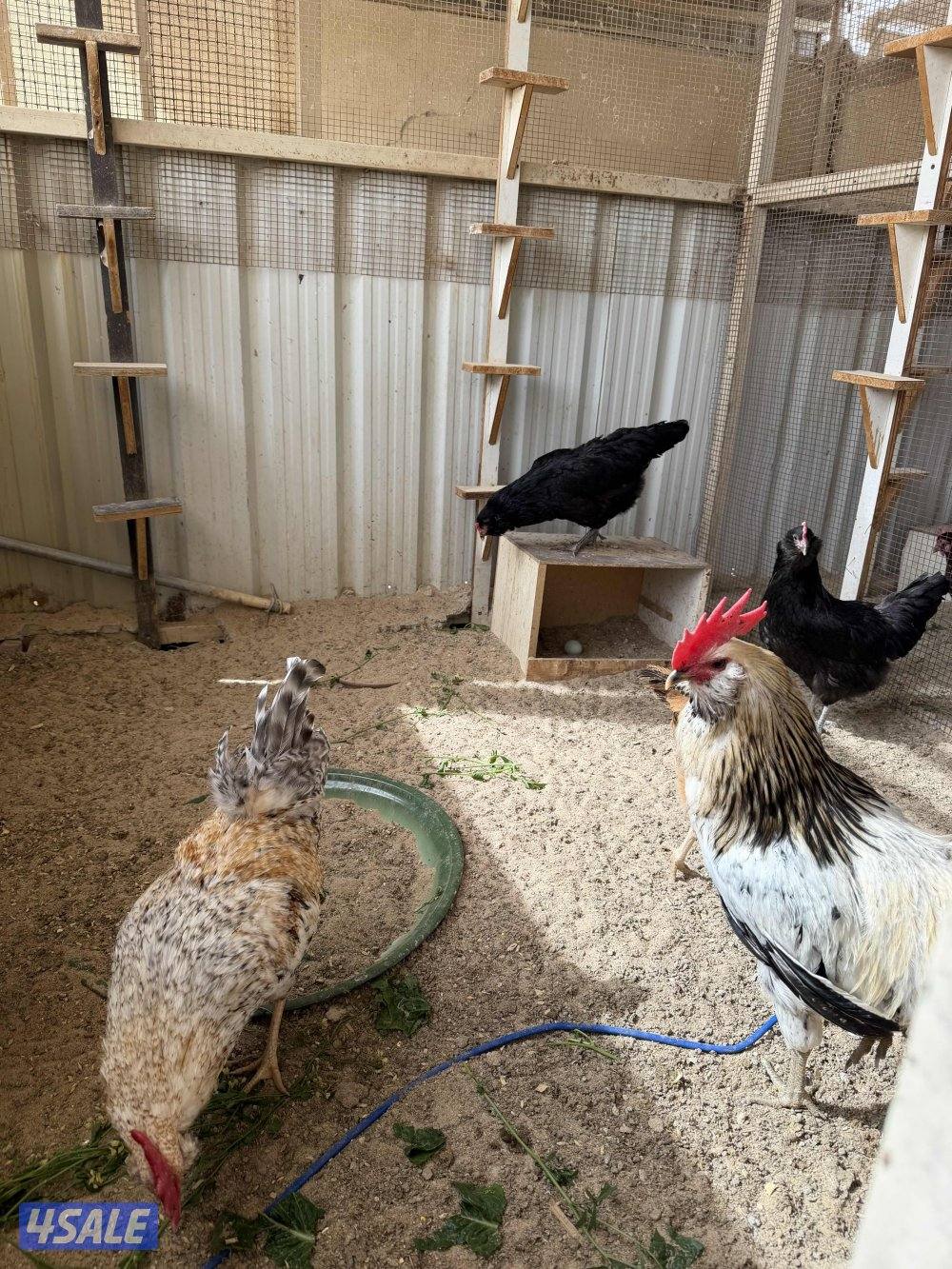 طبقين بيض مخلط2